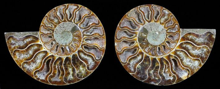 Polished Ammonite Pair - Agatized #59433